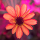 Image for article titled The First Space Flower Bloomed Decades Ago, Not This Week